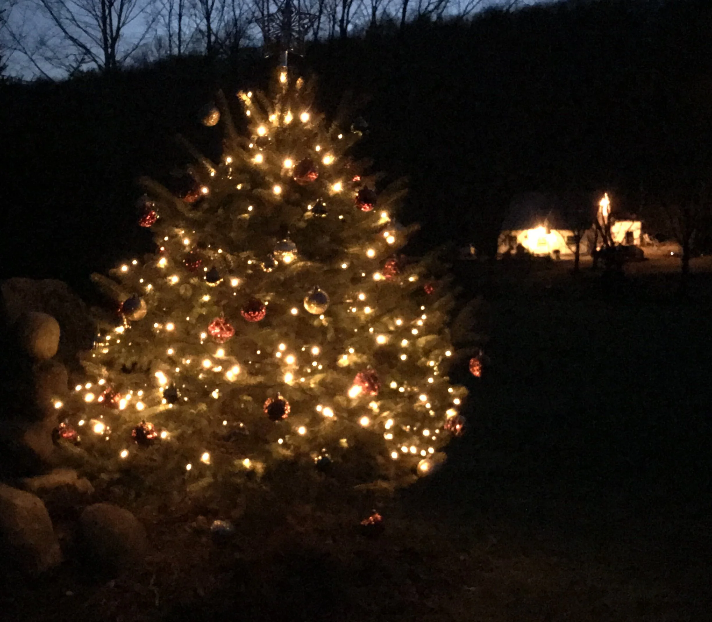Orrville Ohio Christmas Tree Pickup 2022 Rocking Around The Christmas Tree: A Wild Time After The Holidays — Holmes  Soil & Water Conservation District