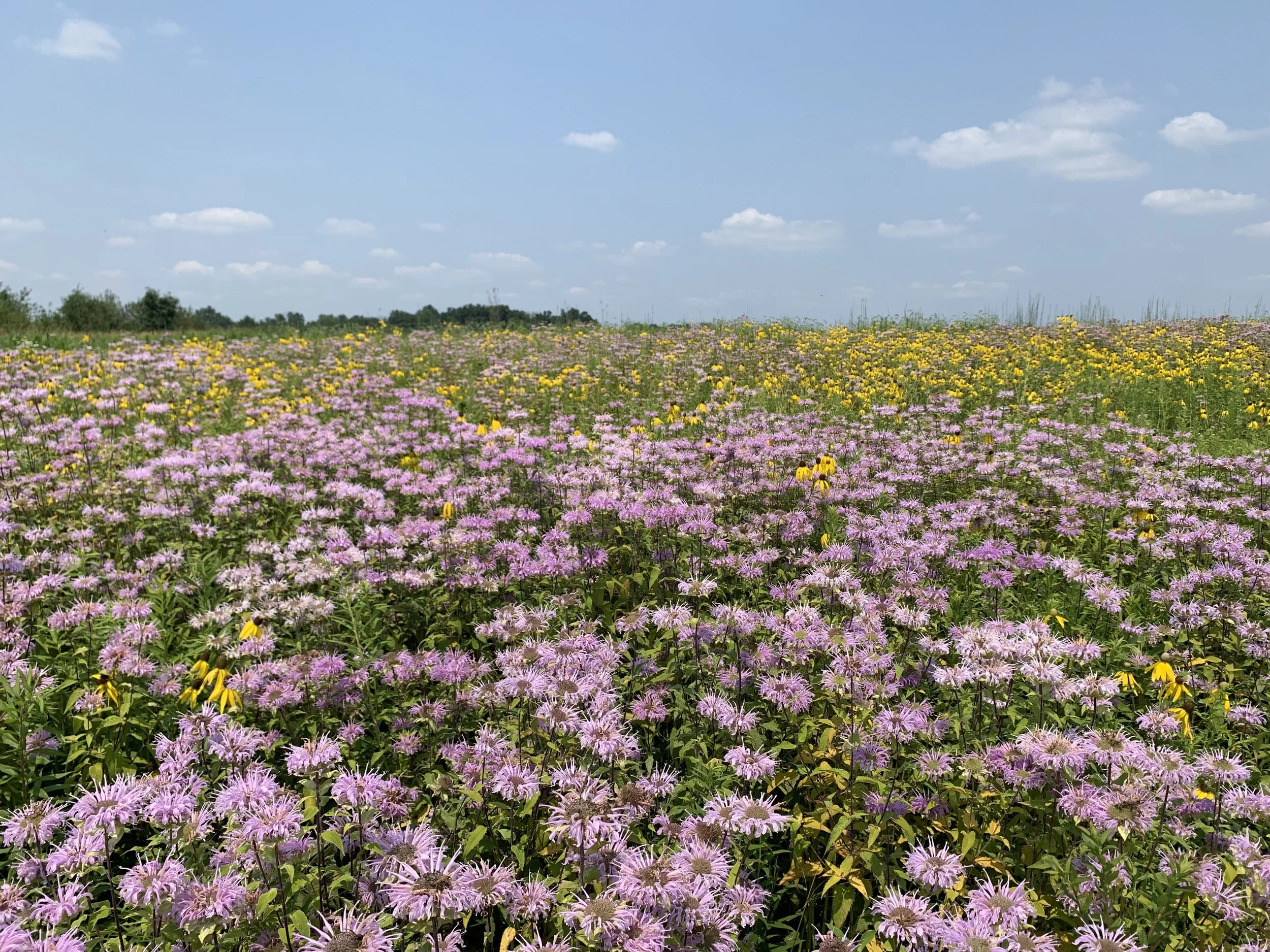 Pollinator Habitat + Wild Bergamot_JasonJones.jpg