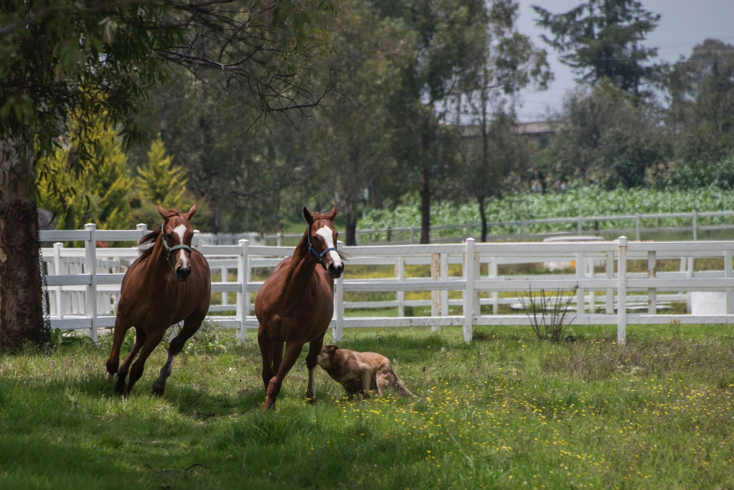 running-horses.jpg
