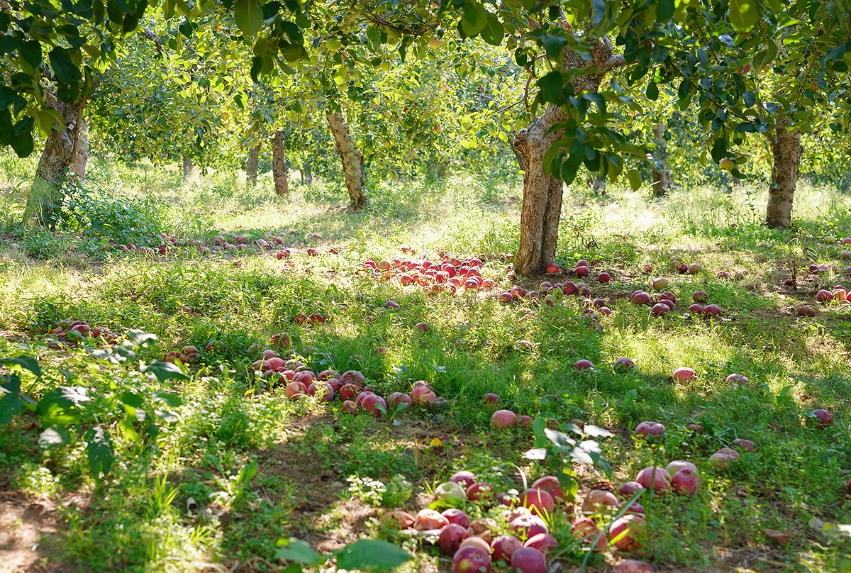 Apple Orchard, Connecticut, 2015