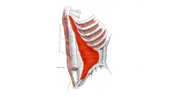 M Studio Pilates — Mais qu’est ce que c’est ce muscle « transverse de l