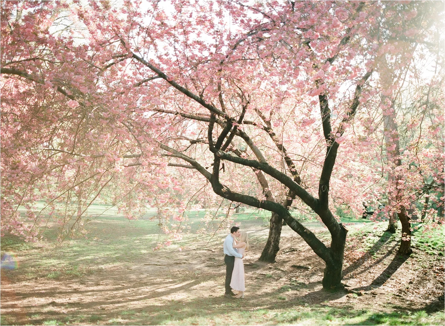 Spring Cherry Blossom Engagement Pictures in Central Park NYC