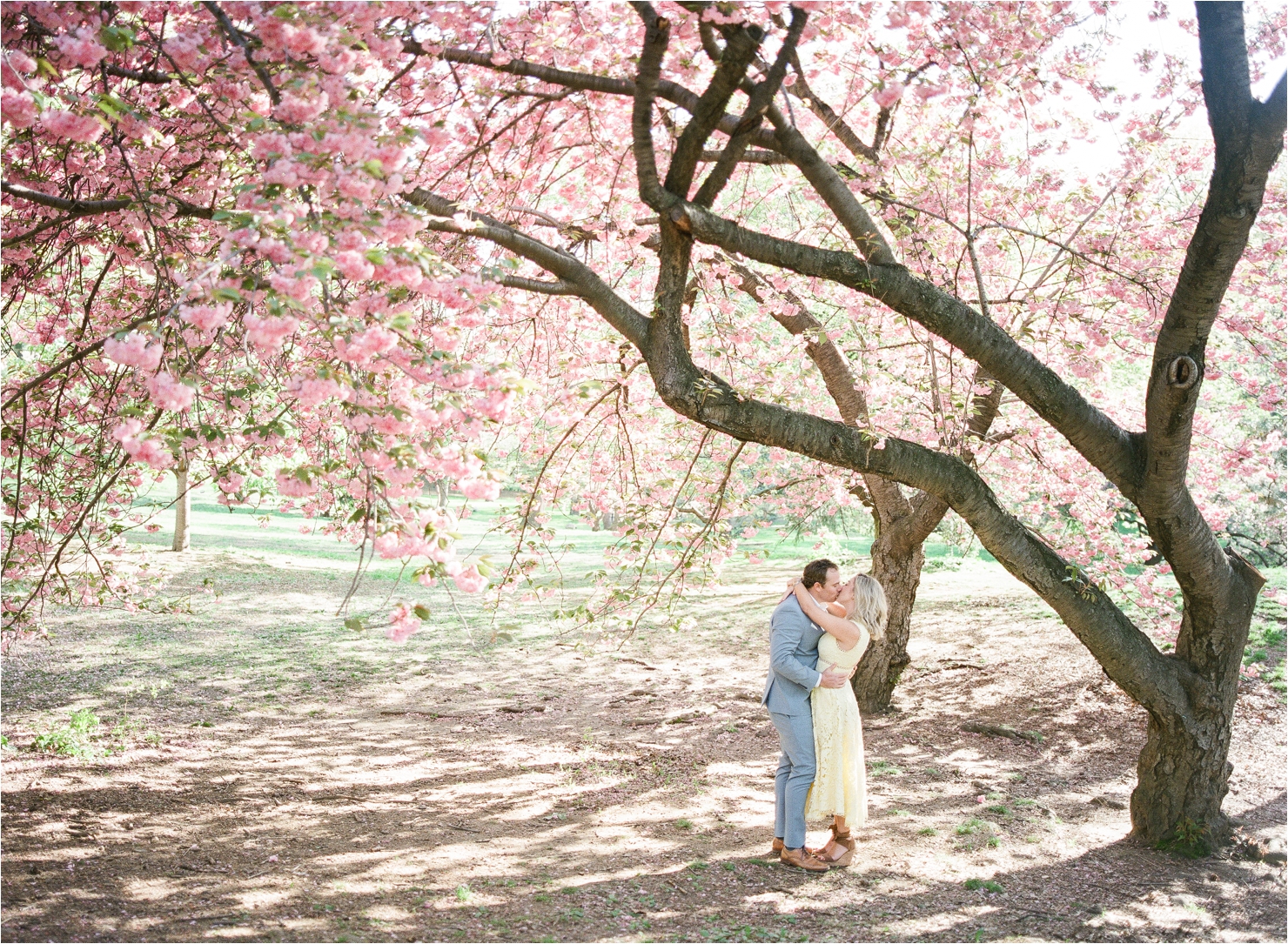 Cherry Blossom Engagement Photos in Central Park