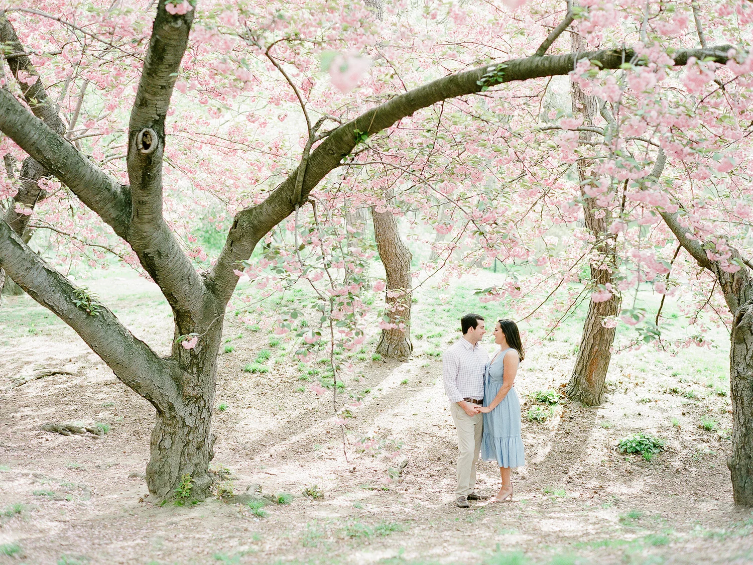 Cherry Blossom Engagement Photos | Jainé Kershner Photography