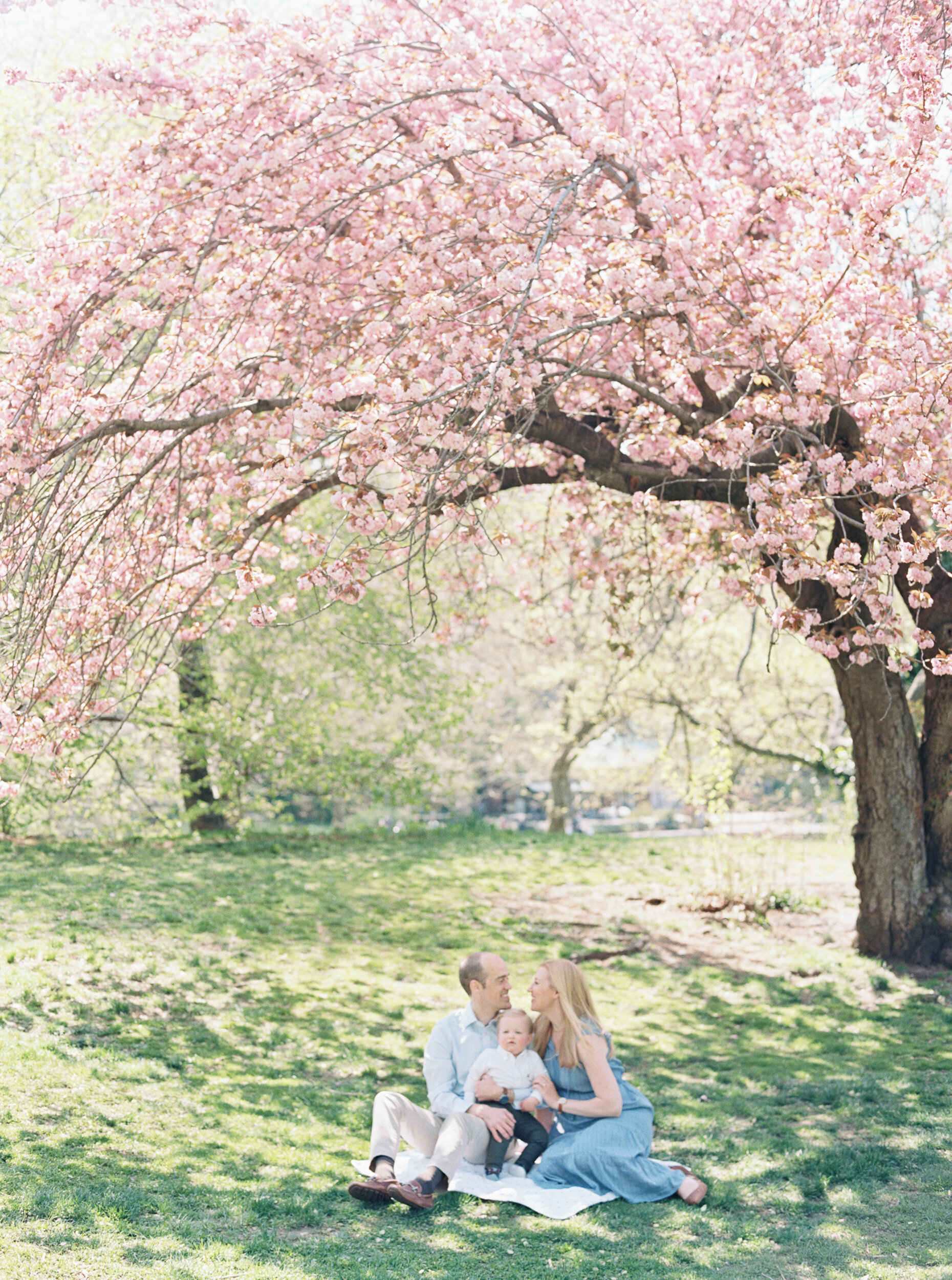 Family Photos under Cherry Blooms in NYC 