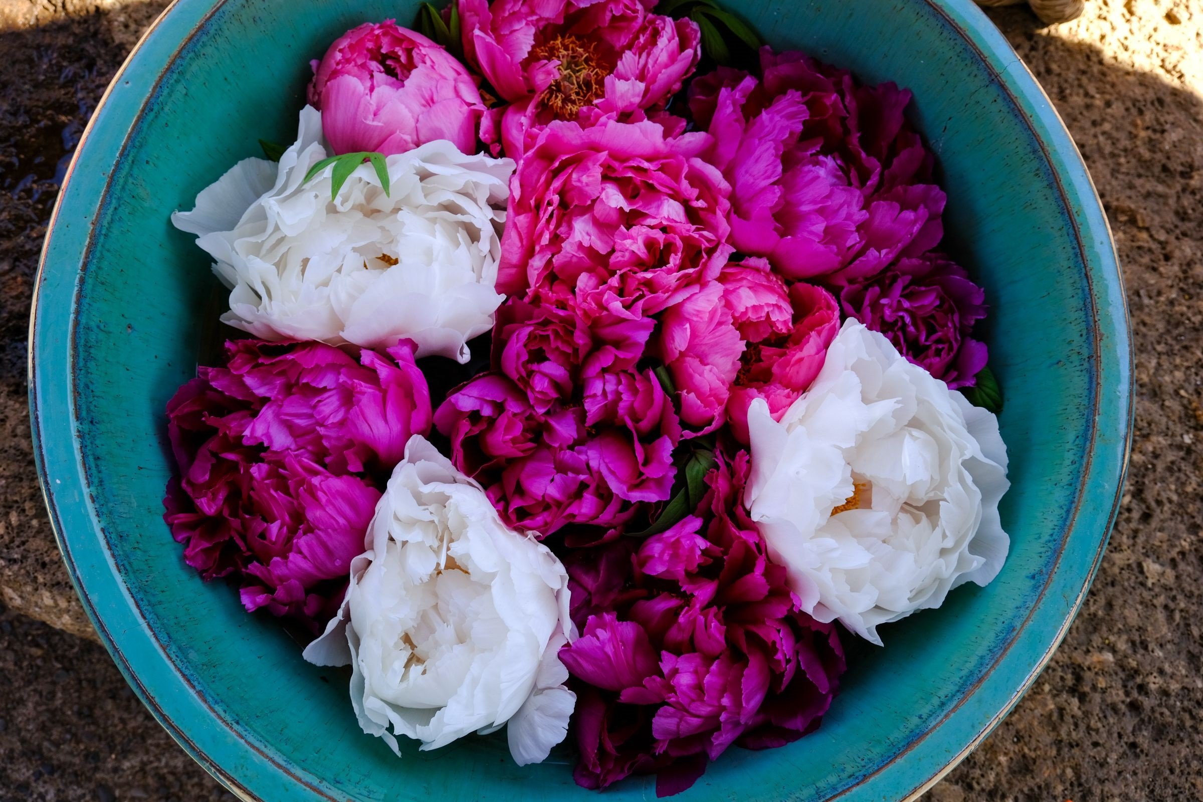 Winter Peonies