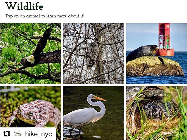 I&rsquo;m not even slightly biased and this is amazing. That terrapin is looking at YOU. #bignews #spreadtheword 
#Repost @hike_nyc with @get_repost
・・・
BIG NEWS!!! HikeNYC (link in bio) now features a brand new &ldquo;Wildlife&rdquo; page with 30 hi
