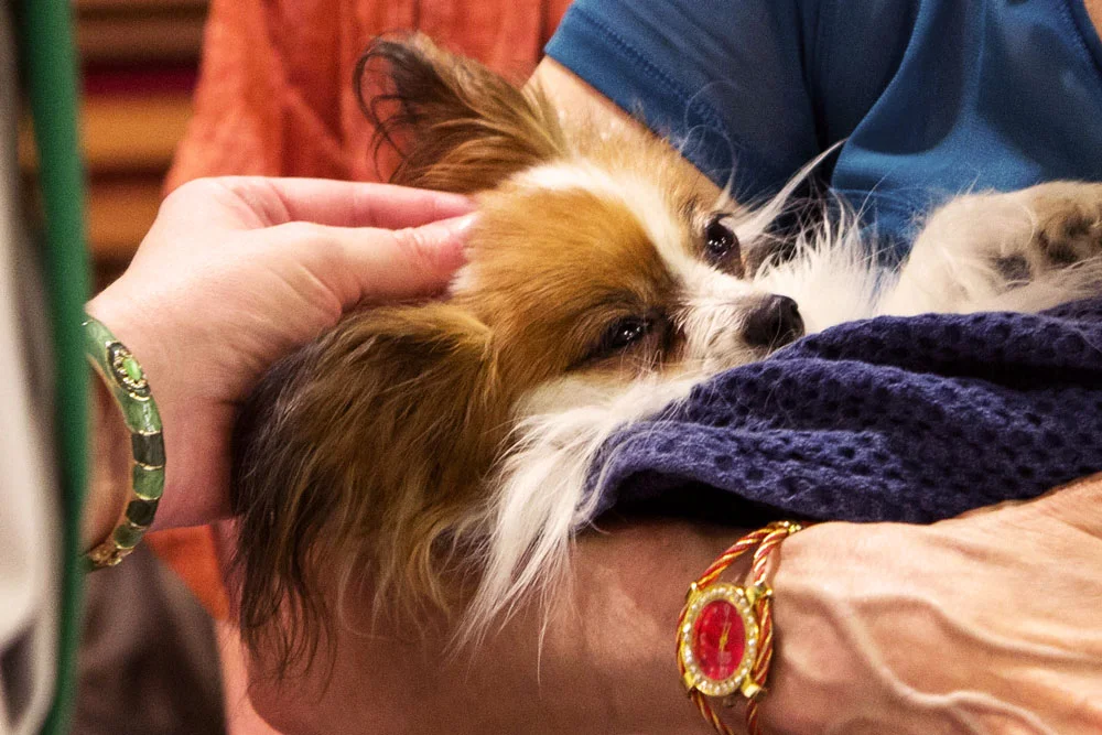 Blessing_Animals_edit_websize_1000.jpg