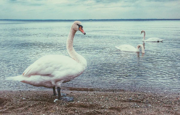 Sermon: He’s only mostly dead (The Pentecost Podcast)