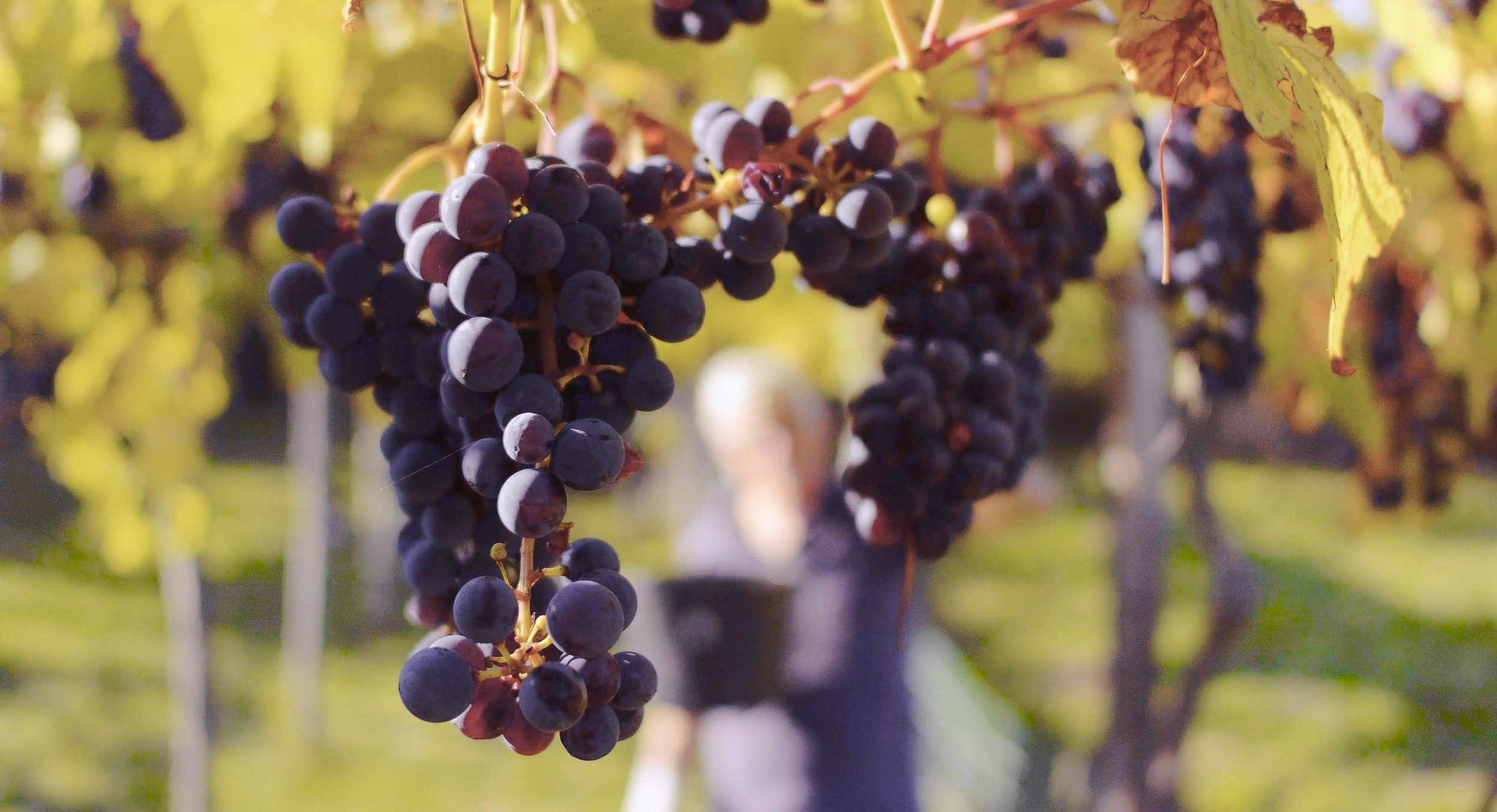 Photogramme Vitis prohibita - 2 - Cévennes - Vendange de cépage interdit - © Lumière du Jour.jpg