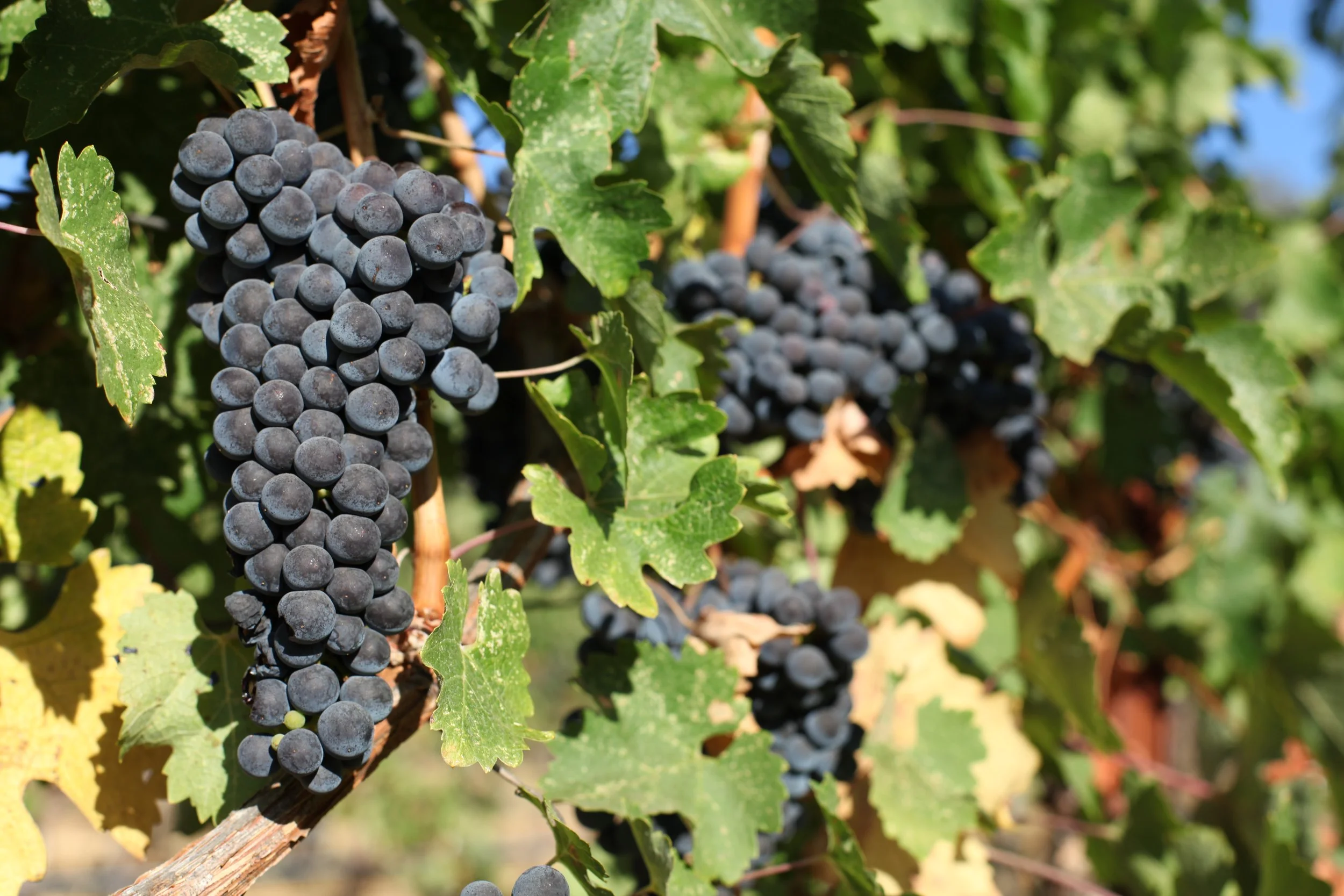 Harvest22_MonteBelloCab_09-22_009.JPG