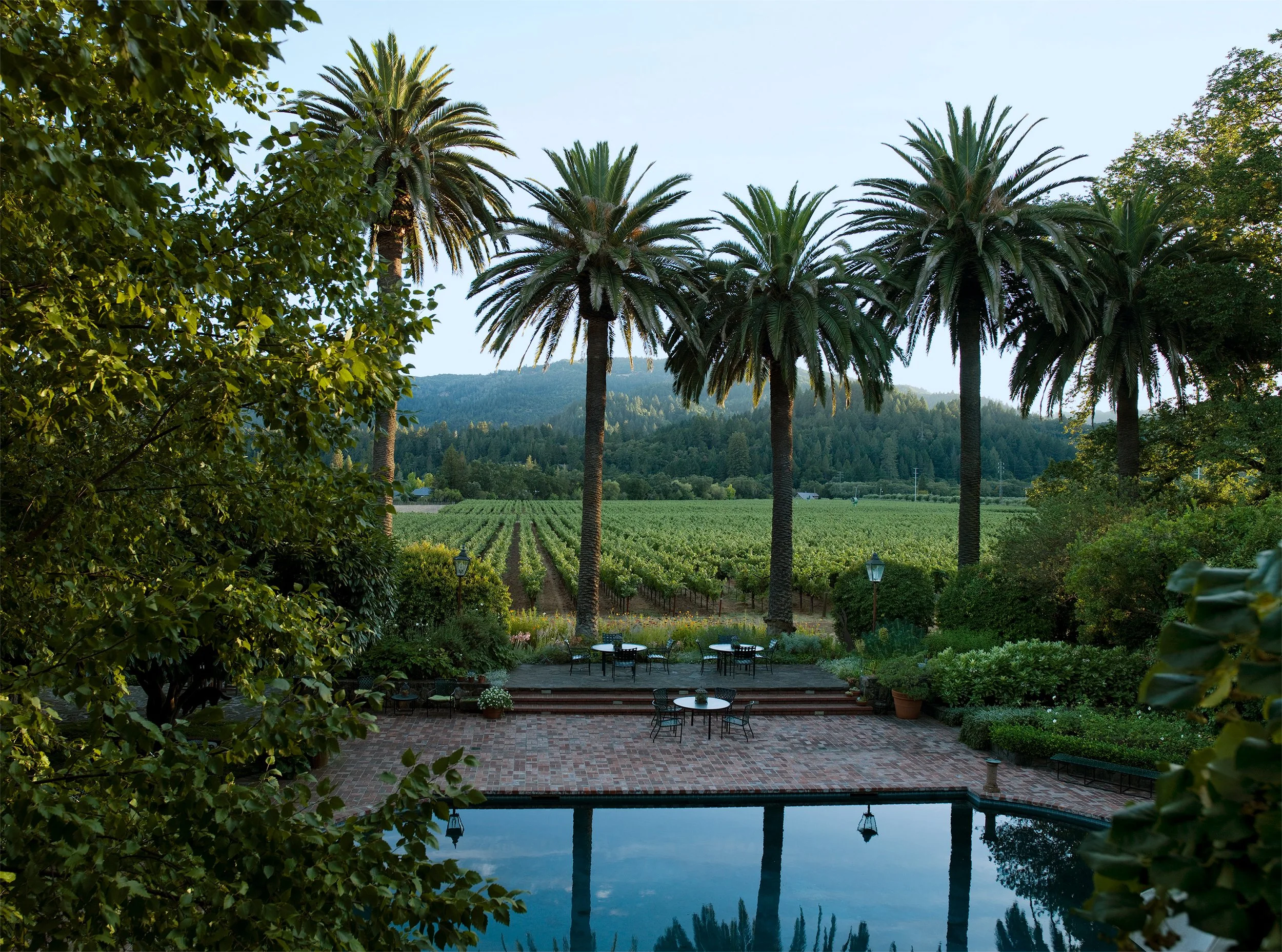Spottswoode-Vineyard-Palms.jpg