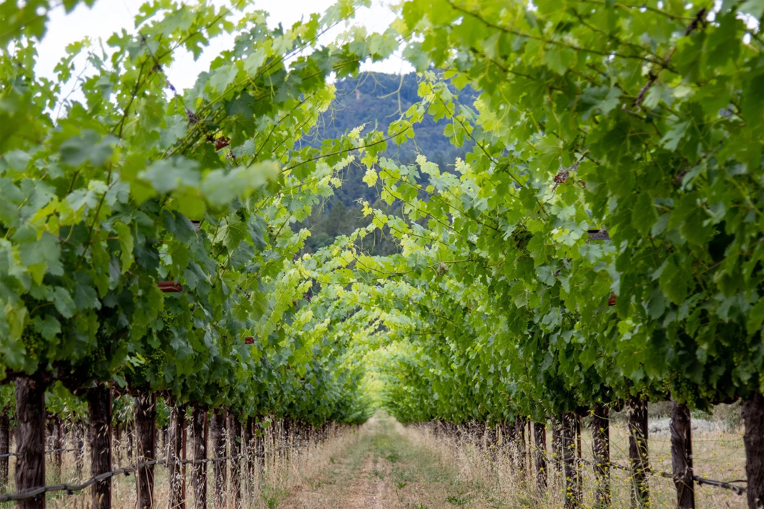 Spottswoode-Vineyard-Canopy-8975.jpg