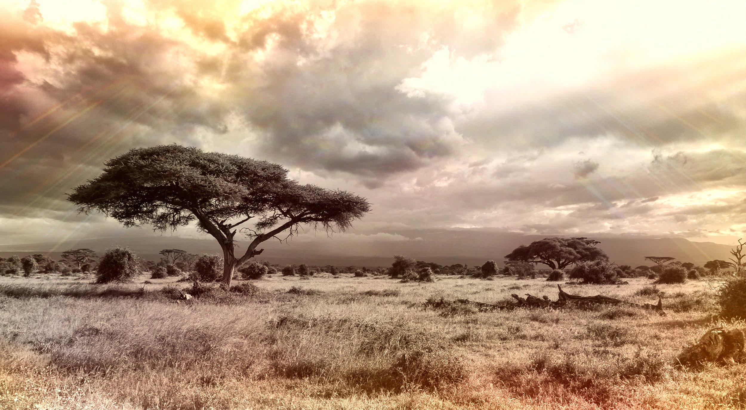 africa-944465.jpg