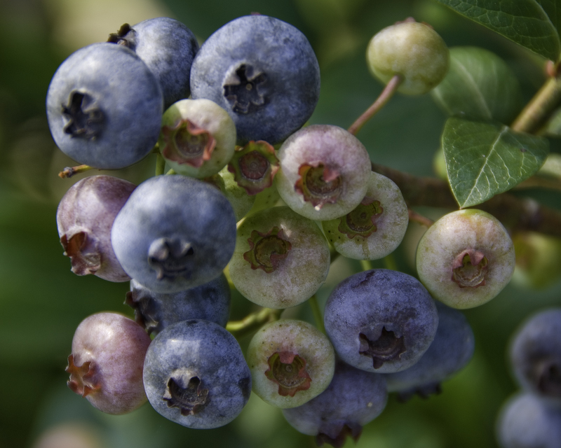 Pick Your Own Blueberries