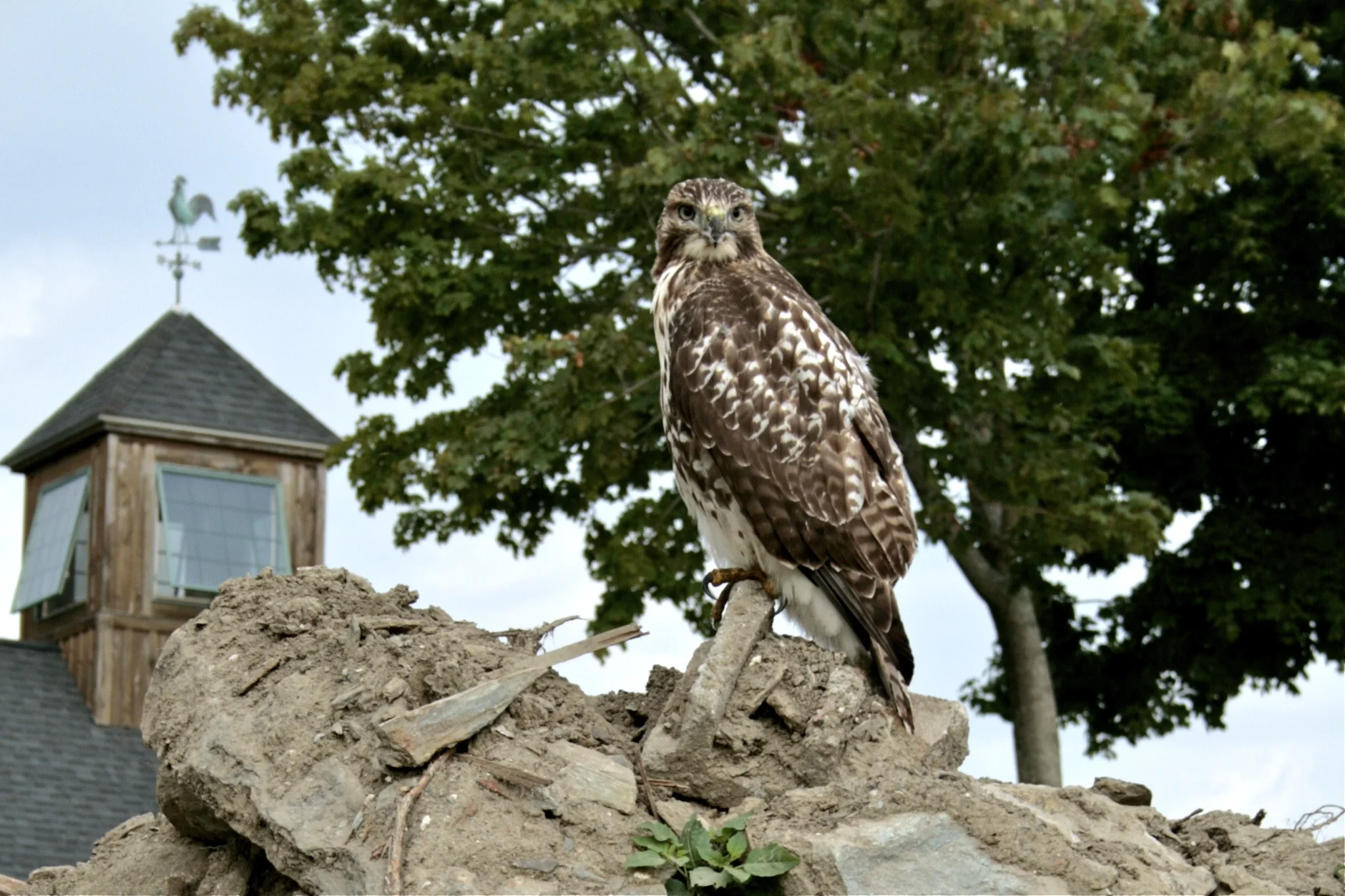 Conserving Sweet Berry Farm — Sweet Berry Farm