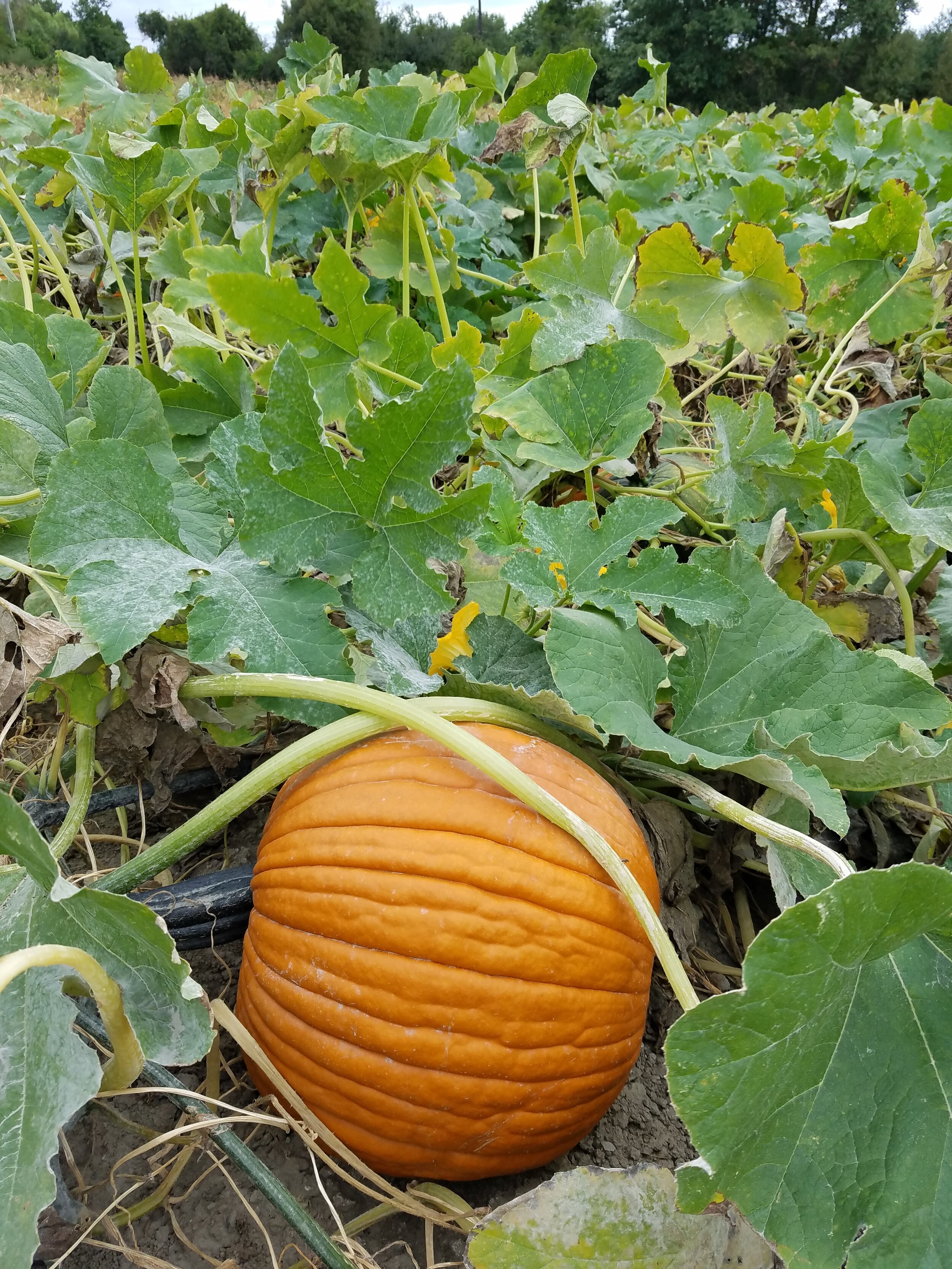 Pick your own pumpkins Sweet Berry Farm Middletown Rhode Island Photo Katherine Gagliano.jpg