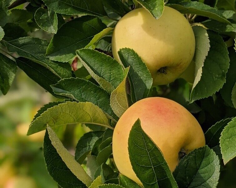 50 golden apples for free  : r/tamingio