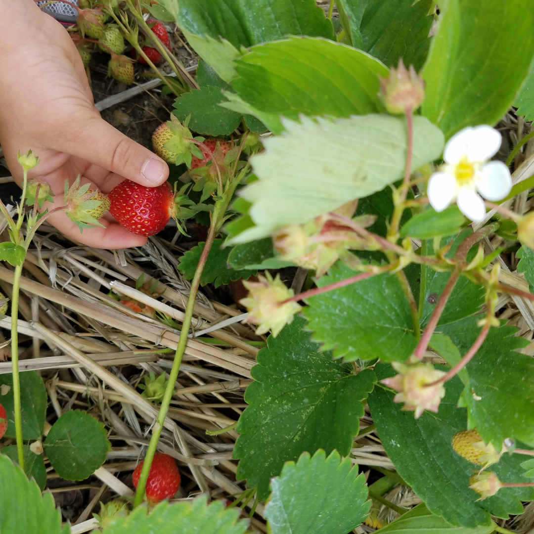 strawberry picking at sweet berry farm.png