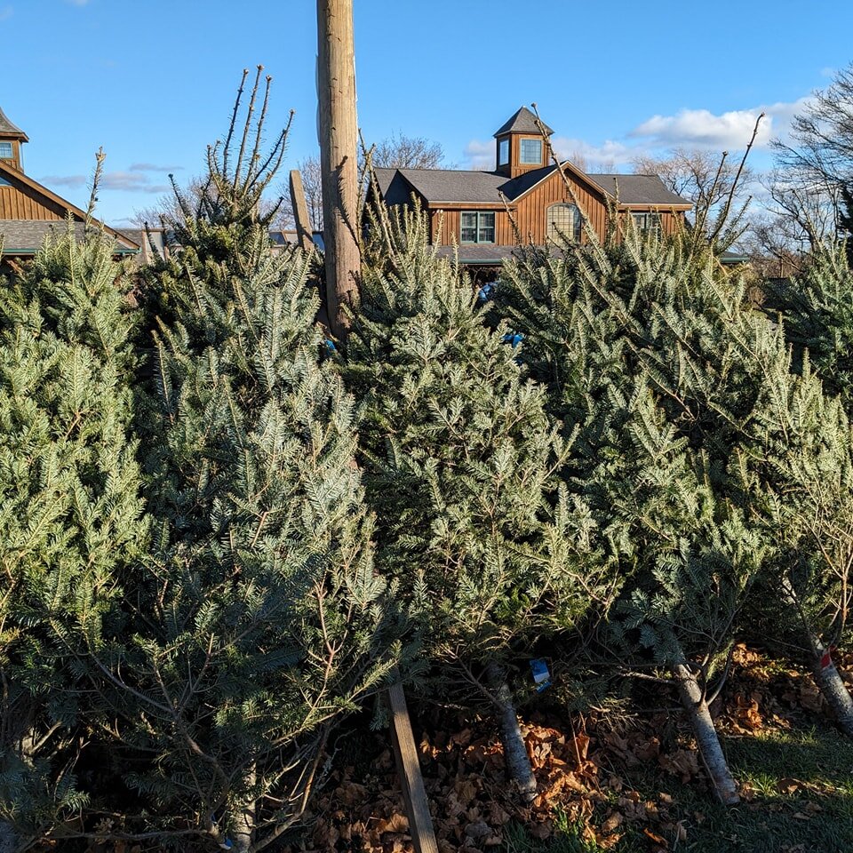 Christmas Tree Sale Today! 🌲 Premium pre-cut Balsam Firs &amp; Fraser Firs!