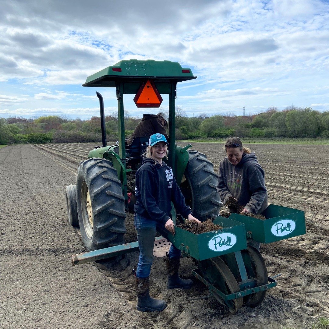 This is what planting 16,000 strawberry plants looks like! 🍓 Jan steers the tractor in neat rows while Candi and Sophie lay each plant in the soil. They make a great team, don't they?
.
.
#strawberryfarm #strawberryplanting #sweetberryfarm #strawber
