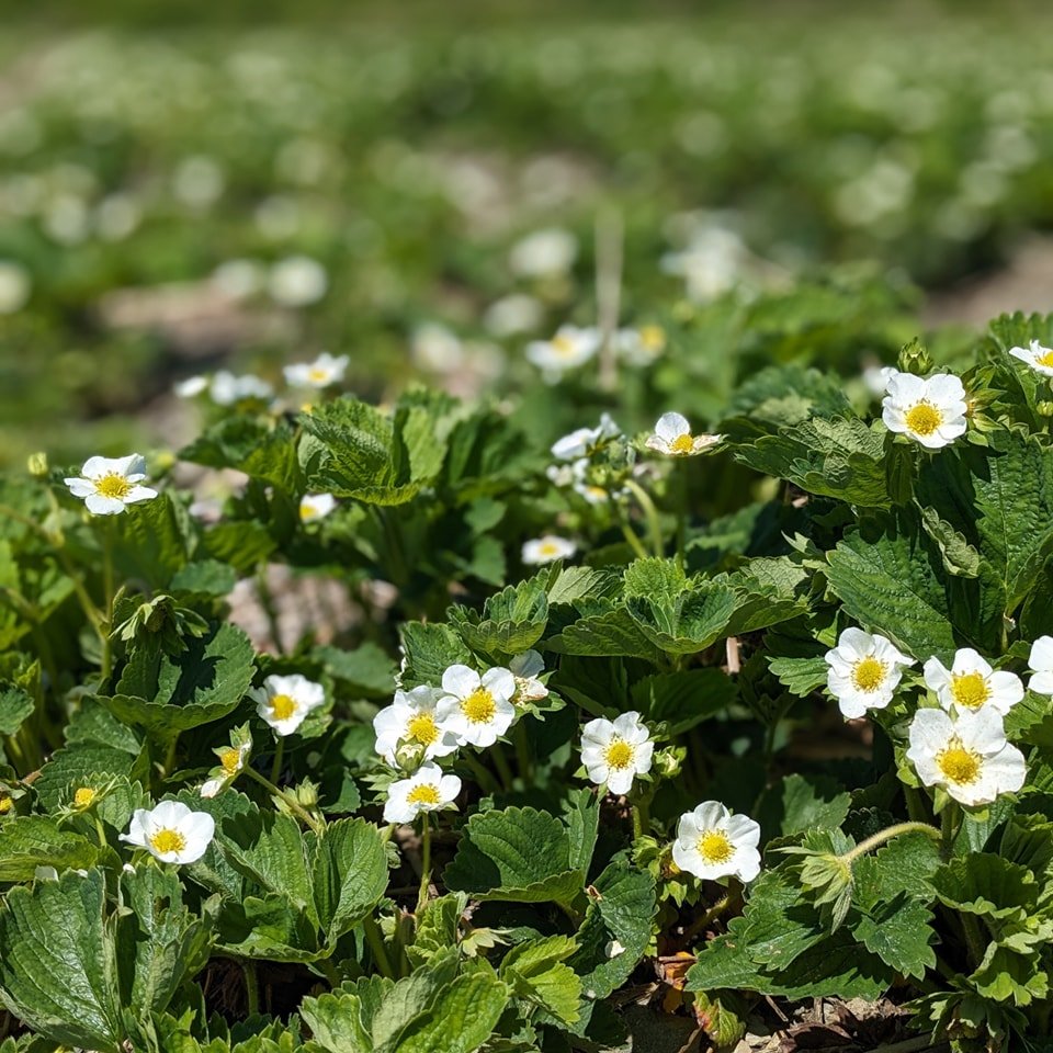 Our strawberry fields are full of lovely white flowers! We'll be opening strawberry picking very soon, most likely in early June. 🍓