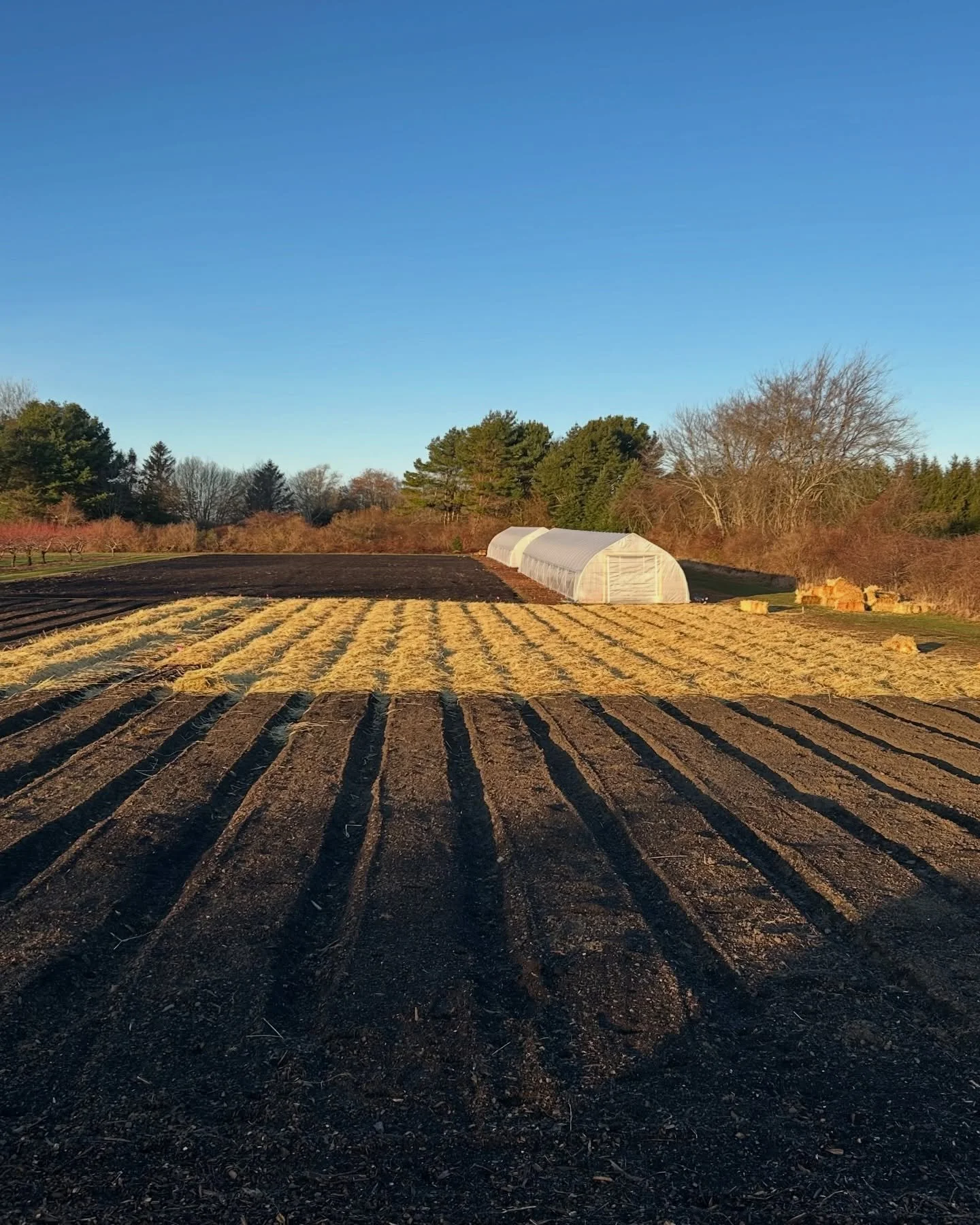 6,000 garlics + 10,000 onions + 4,000 shallots made their way into our new raised beds last fall, all tucked under a cozy layer of straw for winter protection. 

We got a head start on our New Year&rsquo;s plans with even more farming at Sweet Berry 