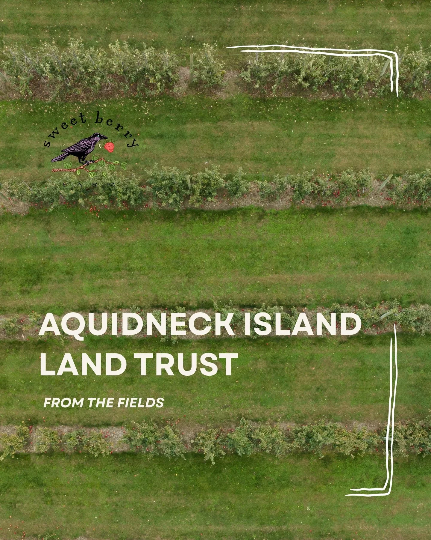 Since 1996, Sweet Berry Farm has been conserved in perpetuity with the @aquidnecklandtrust , preserving its continuous agricultural use. 

It is the first working farm under their care. 

As stewards of this special land, we are committed to sustaina