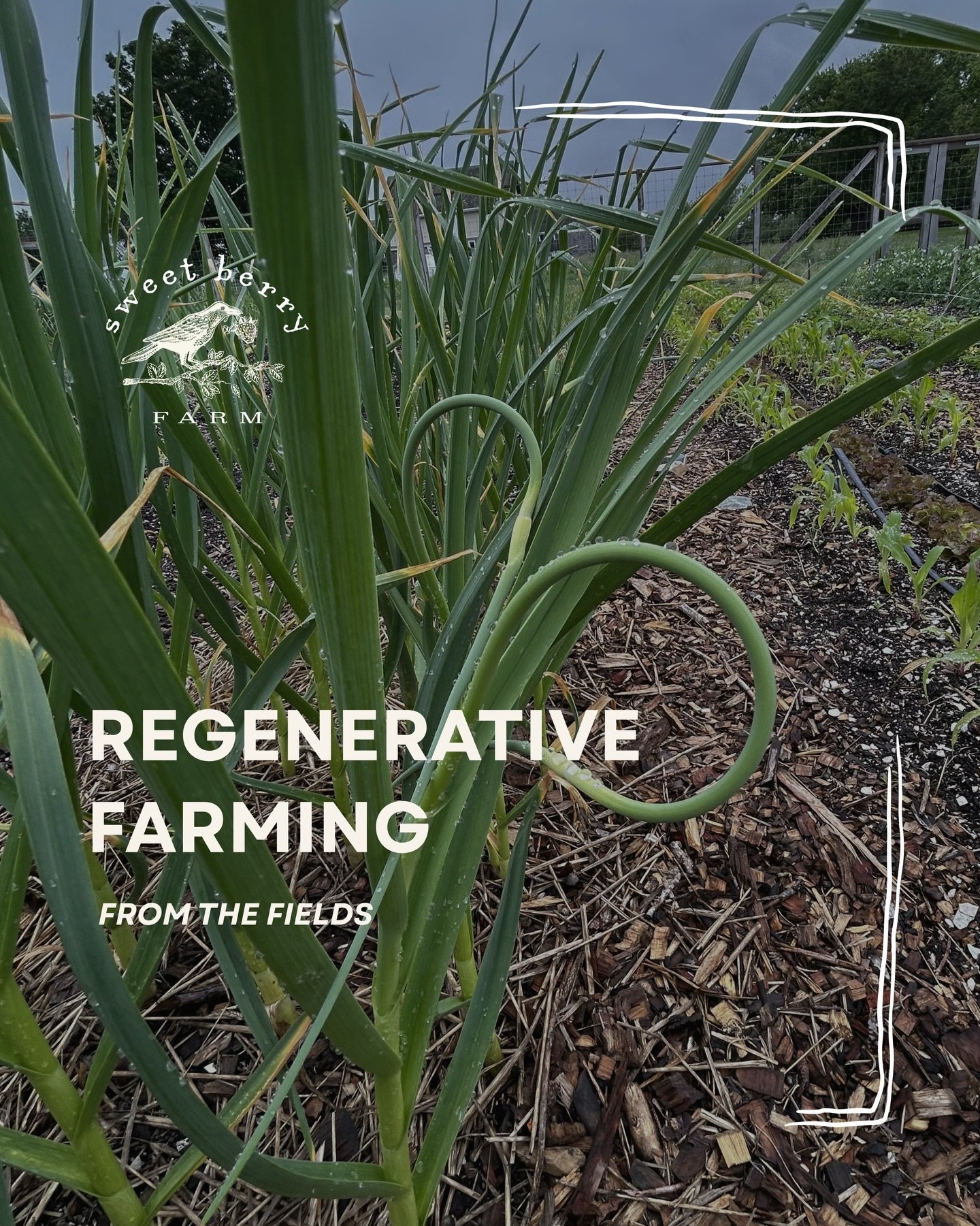Regenerative agriculture is at the heart of how we&rsquo;re caring for and shaping the future of Sweet Berry Farm 🌱

It&rsquo;s about going beyond sustainability&mdash; actively restoring our soil, supporting biodiversity, and building a healthier f