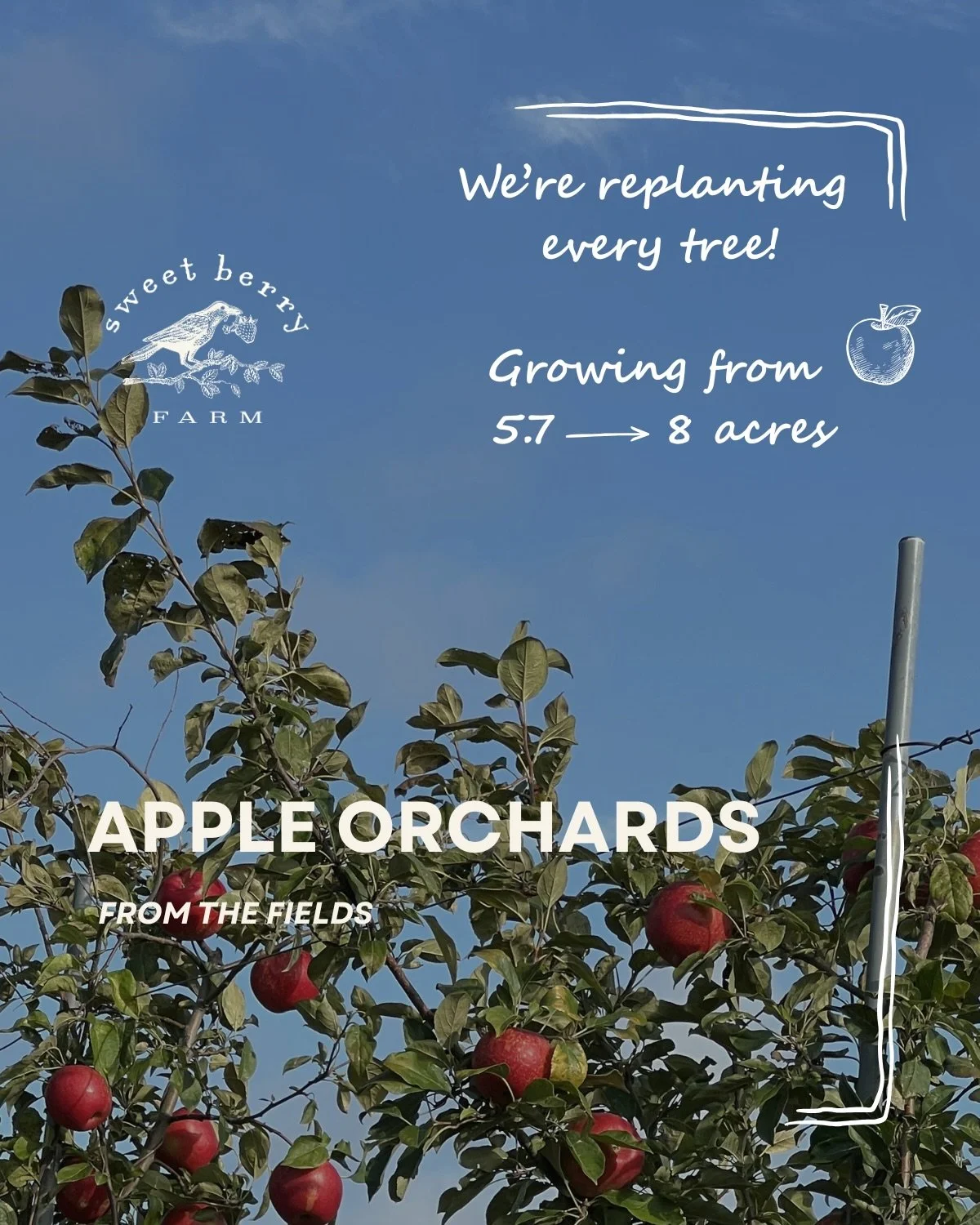 Our apple orchards have long been at the heart of Sweet Berry Farm &mdash; woven into generations of memories shared by our community✨🍎 

Today, we have just under 3,700 apple trees, many of which were planted before 2000 and are now beyond their mo