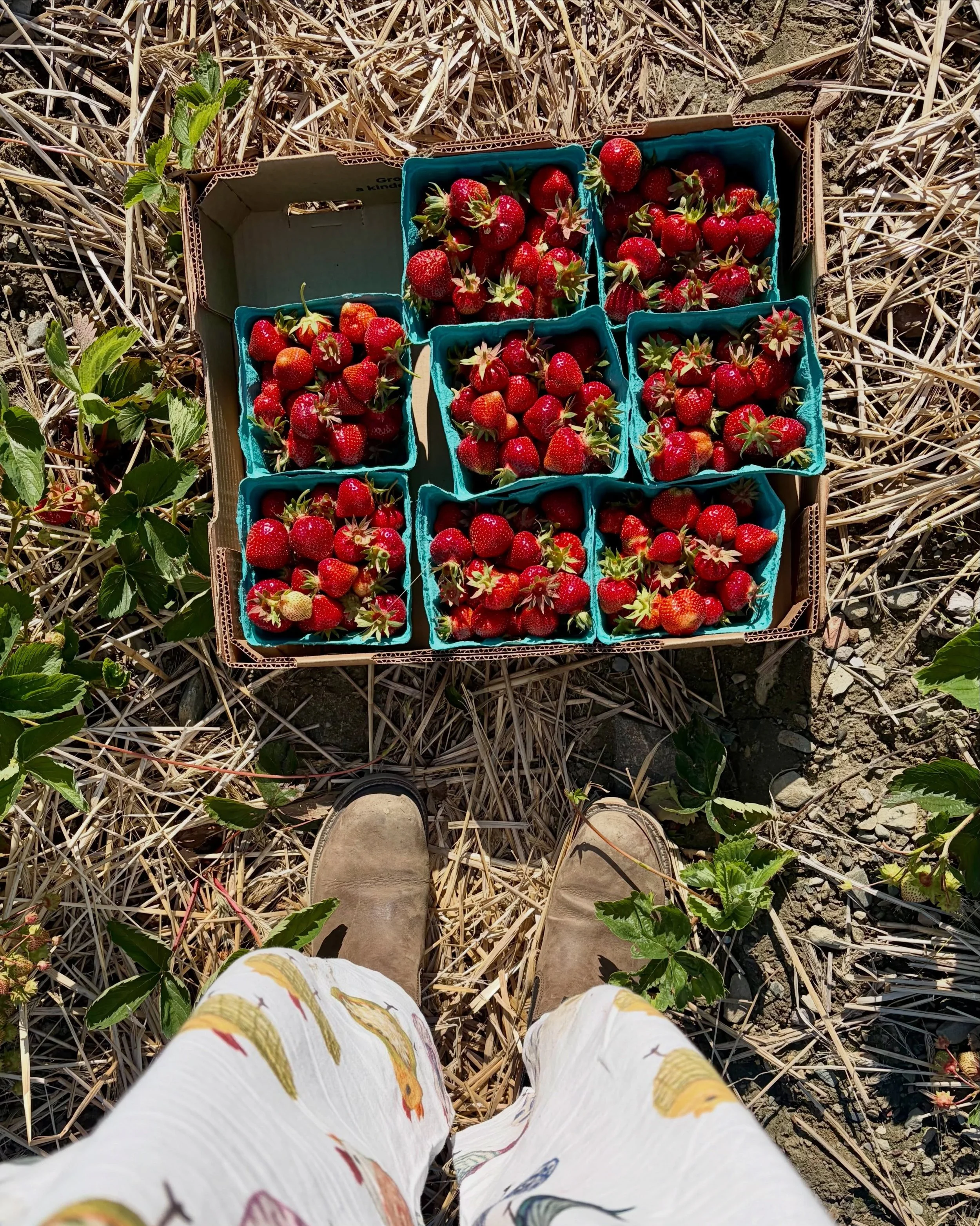 The wait is over&mdash; Pick Your Own Strawberries is officially open at Sweet Berry Farm! 🍓

Our fields are thriving, and the berries are ripe, sweet, and ready to be picked. Join us daily from 10 AM&ndash;5:30 PM and experience one of our favorite