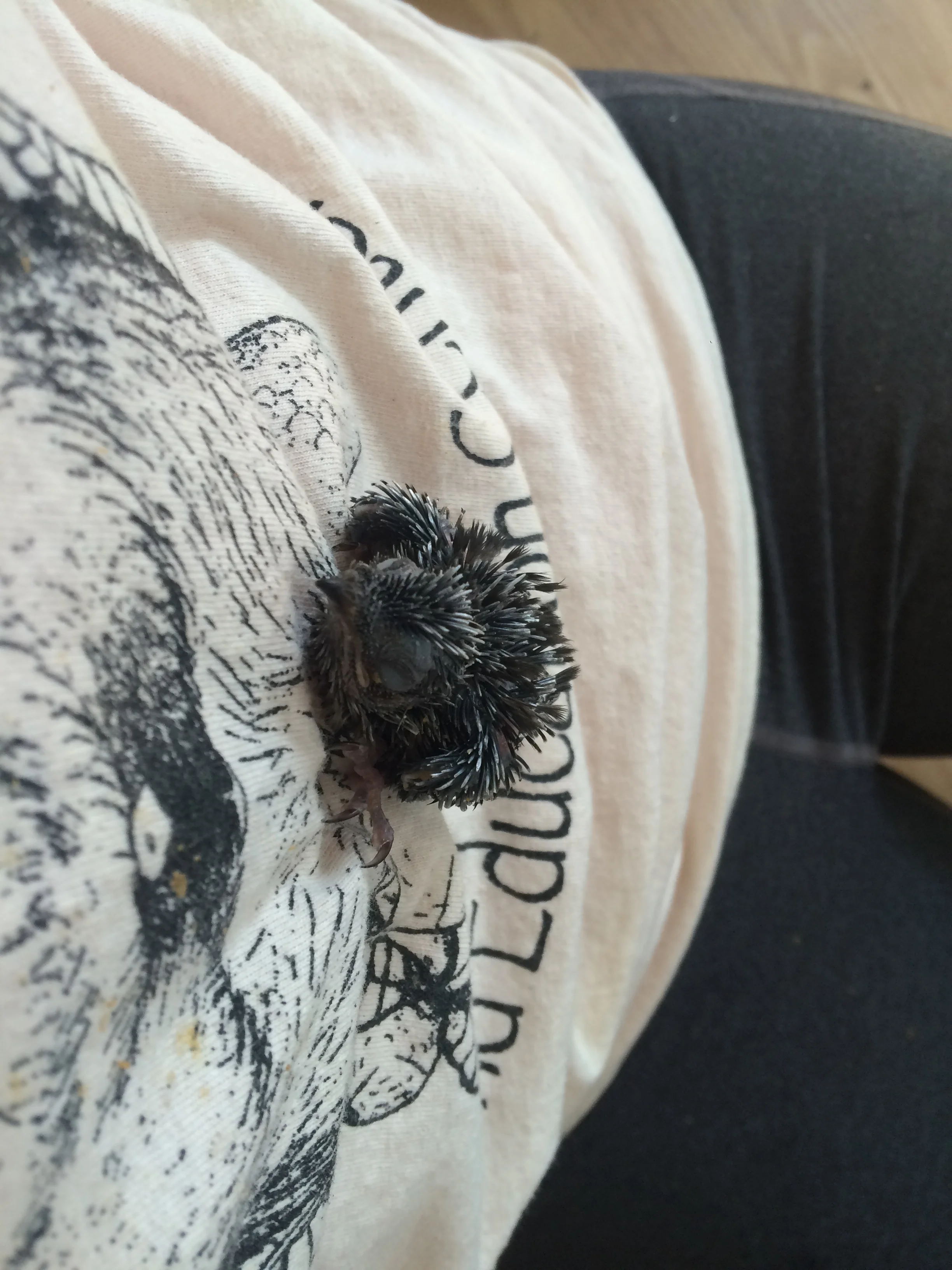  chimney swift chick; iPhone; summer 2015 