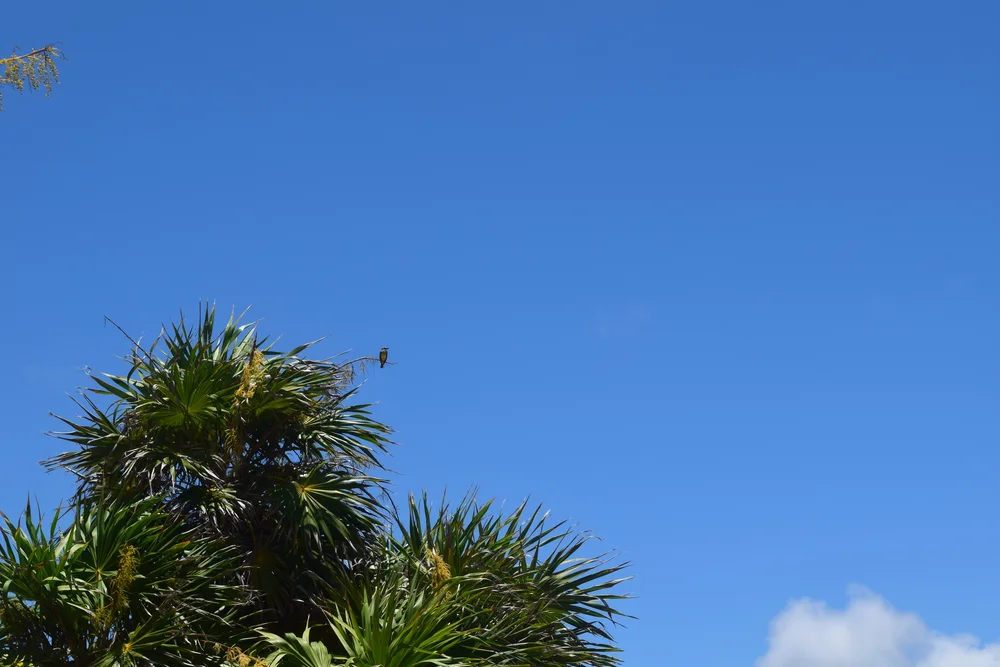 DSC_0074.JPG