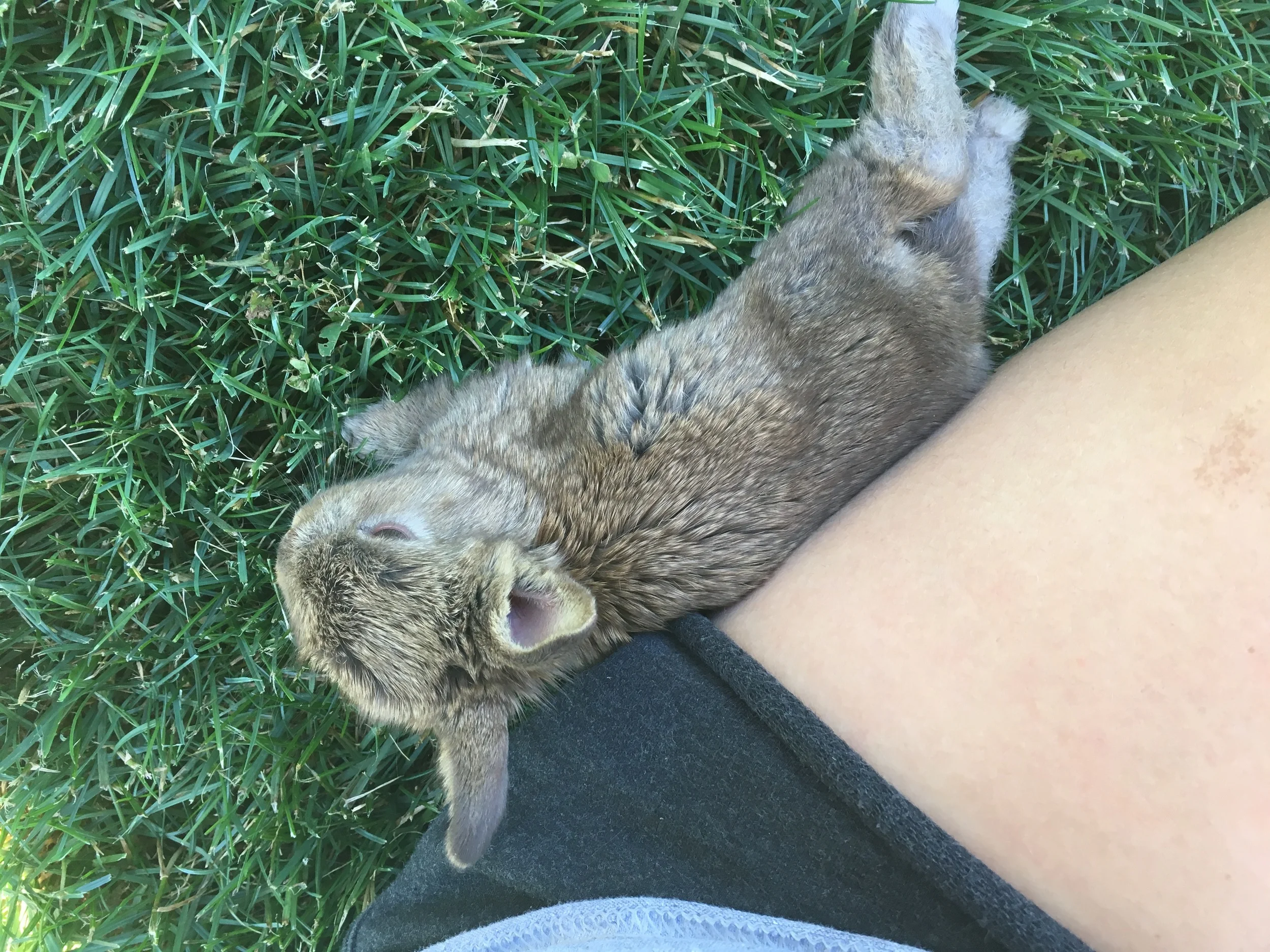 UPDATE: Sorry, Mom! Week two with our nameless rabbit