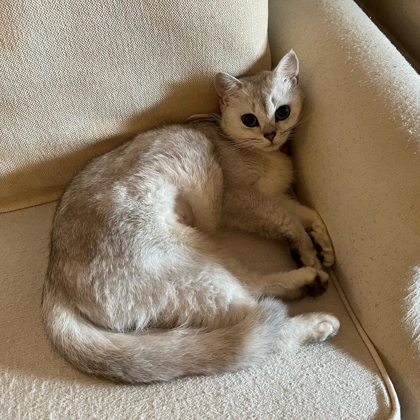 Well hello, pretty girl! This one seems to have a flair for the dramatic. Wonder where she gets that from.