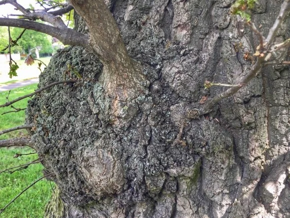 Very special Burr oak has just arrived at Beaver Lodge!