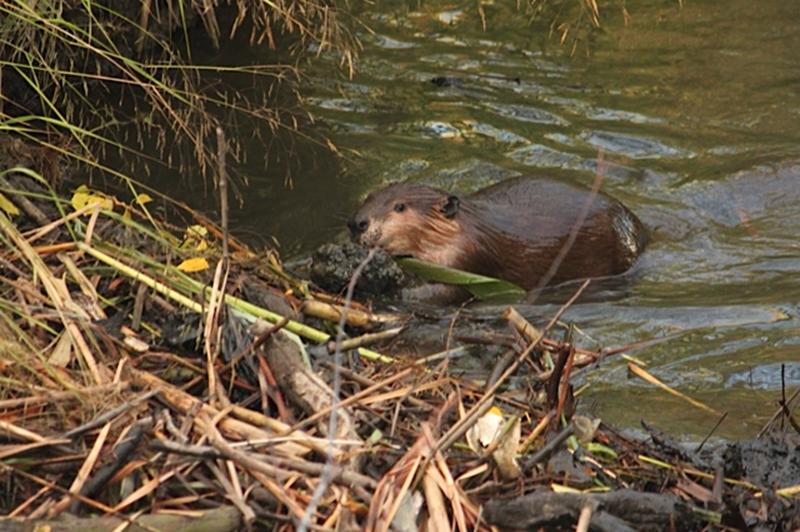 Industrious Beavers on Autumn Watch!