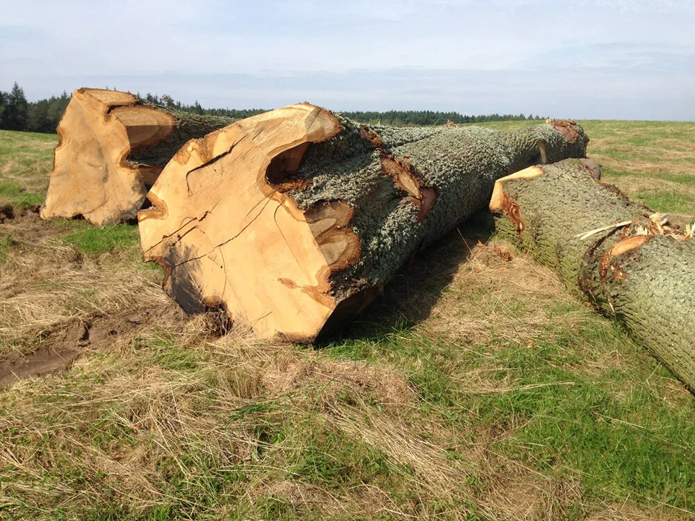 These oaks would have been 150 to 250 years old. The long straight trunks are perfect for making furniture