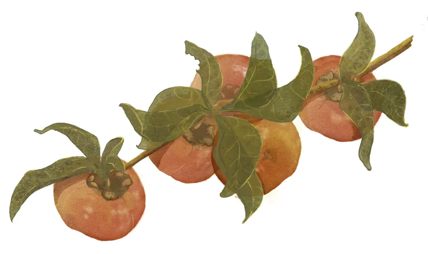 fall card illustration.jpg
