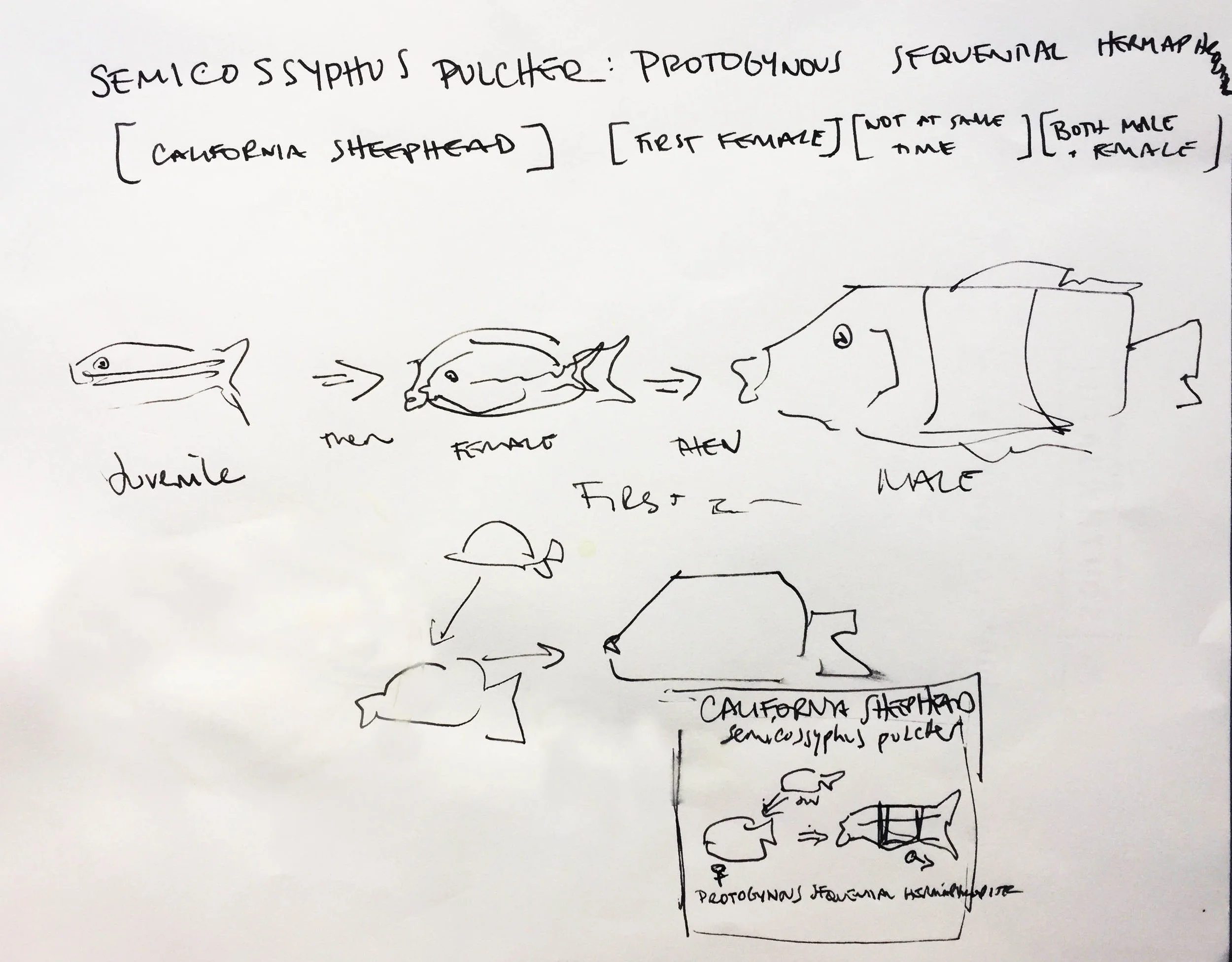 sheephead concept.jpg