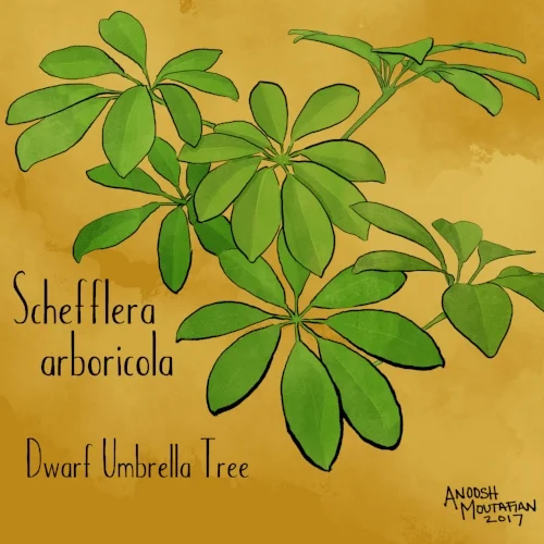 schefflera.jpg