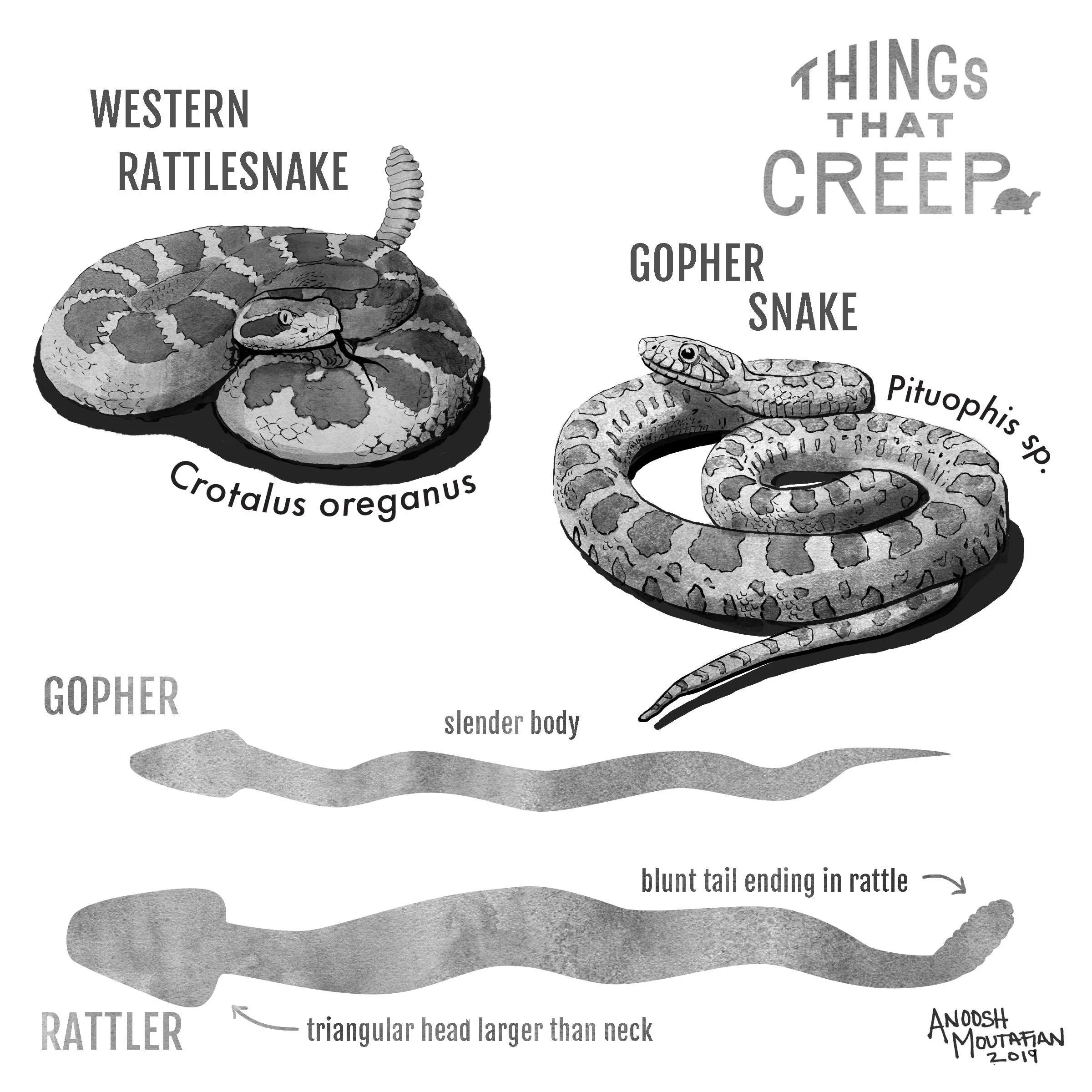 rattler vs gopher 6.jpg