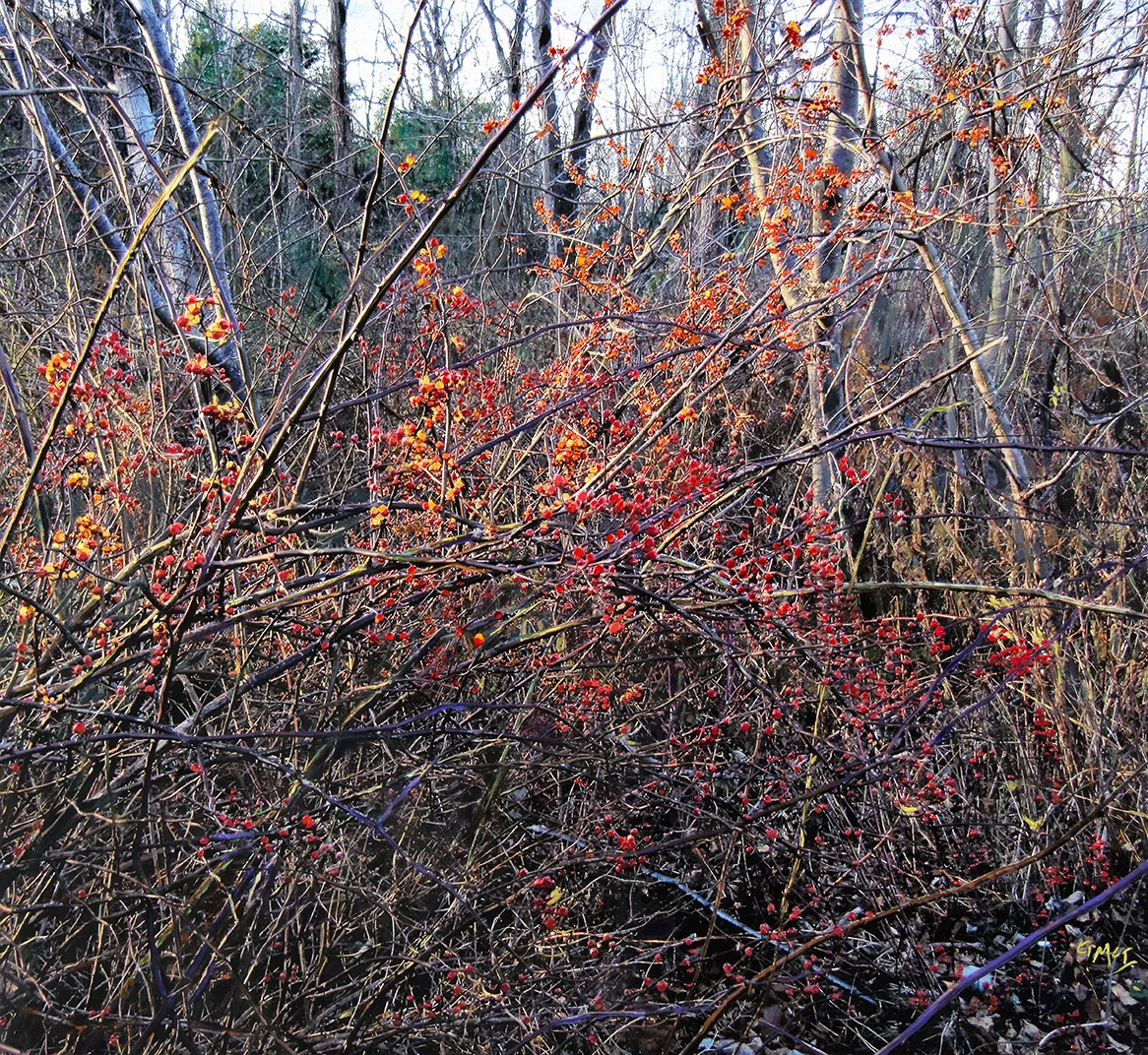 Brambles, Abode of the Message