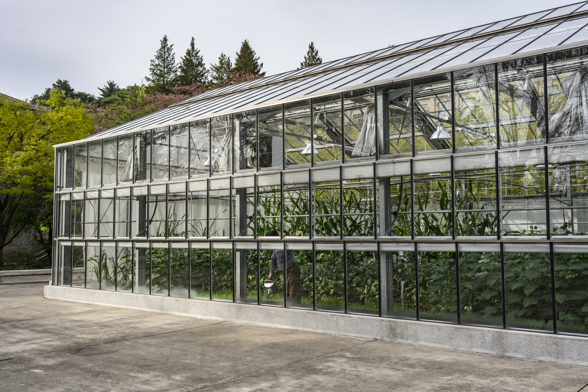  A student is watering the plants in the Wŏnsan Agricultural University greenhouse.  In line with the  Juche  ideology, students learn about farming techniques, agricultural management, veterinary sciences, and other agricultural related fields. 