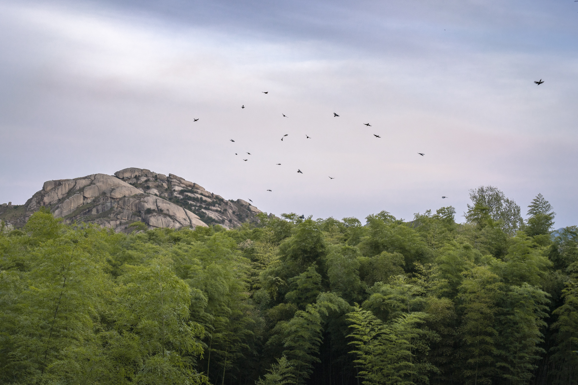  A flock of Eurasian magpie flies over a bamboo grove at the Mt. Kumgang biosphere reserve. 