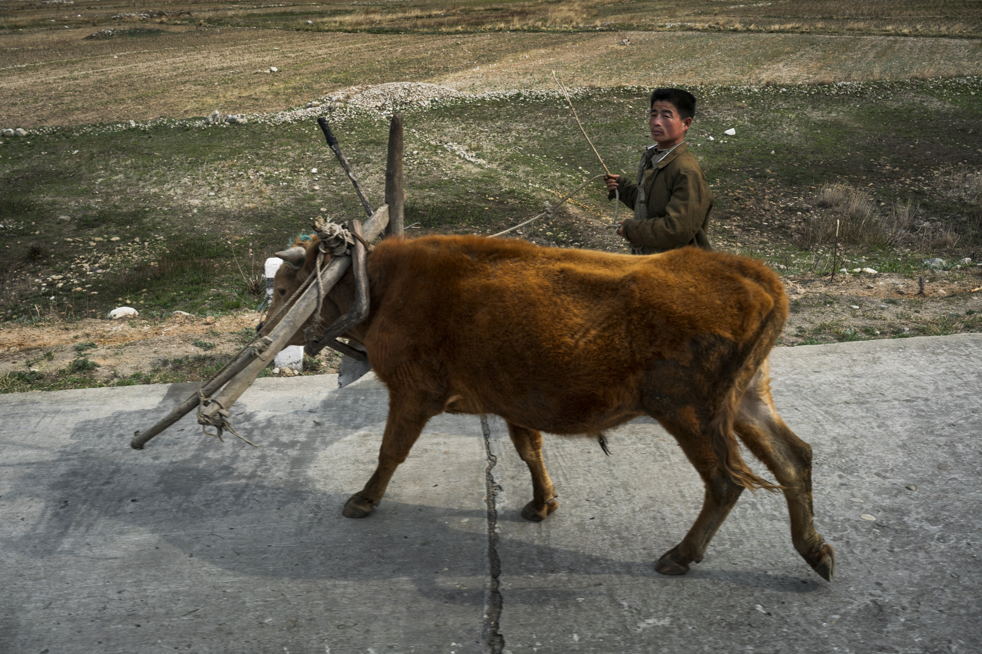  A farmer with his cattle on a roadside in the Kangwŏn Province.  Poverty is widespread in North Korea after years of sanctions and economic mismanagement with many North Koreans still rely on traditional farming practices to live. 