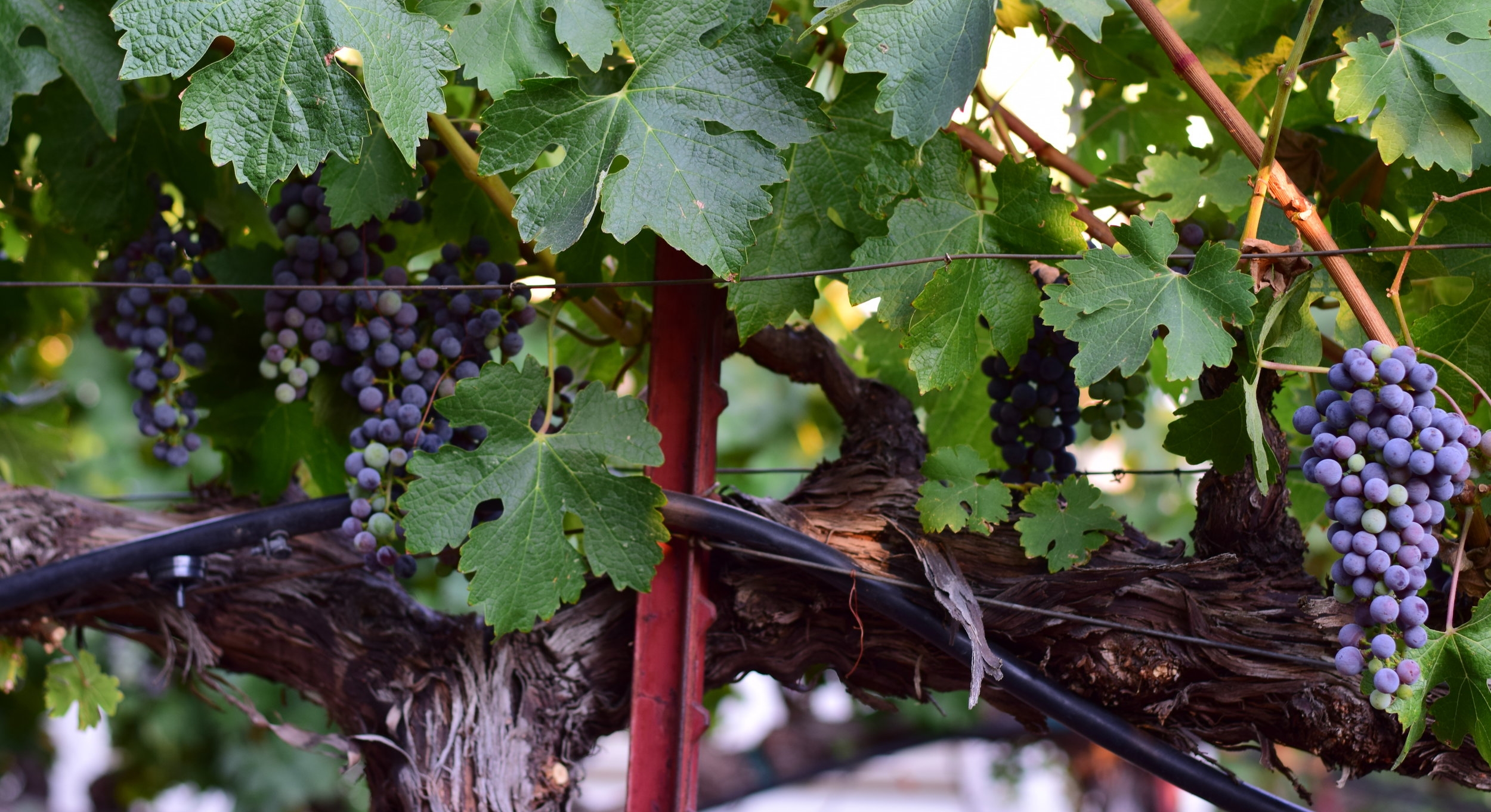DSC_1169.JPG