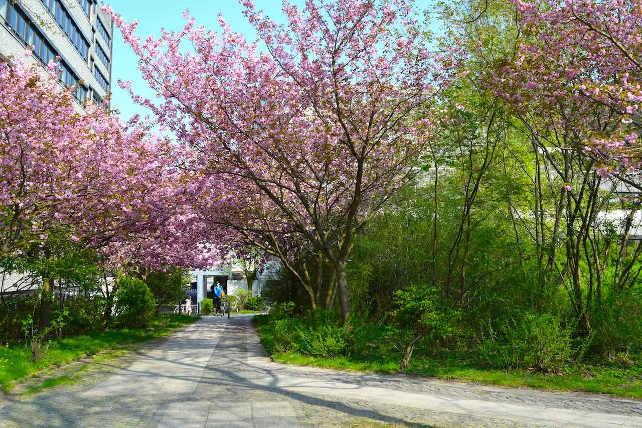 cherryblossomshamburg.jpg