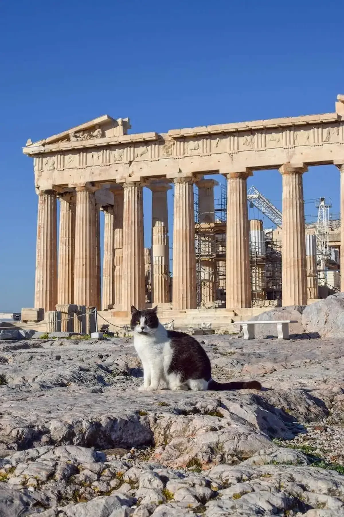 A cat sitting among the ruins of the Acropolis in Athens