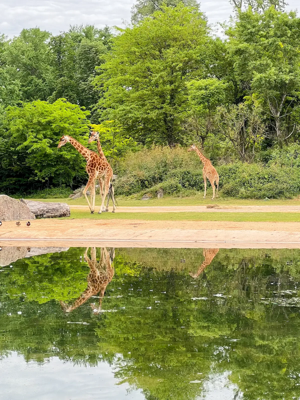 Giraffes at Parc de la Tête d'Or in Lyon